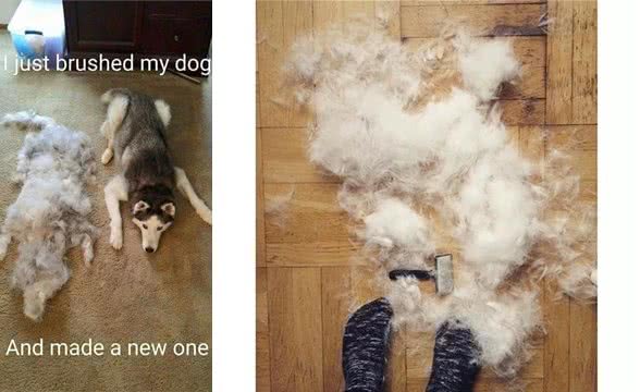 你家狗狗爱掉毛吗？