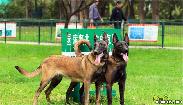 为什么马犬逐渐退出宠物圈？网友：因为一般人养不了