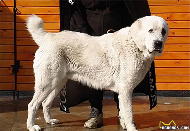 中国上最能打得猛犬，咬住目标绝不松口