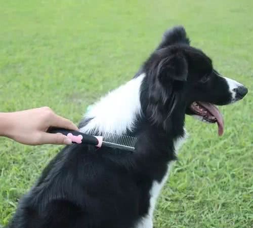 狗狗毛发打结怎么办?