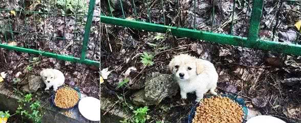 1只饥饿的小奶狗，面对食物却别开了脸，瘦小身体让人心酸