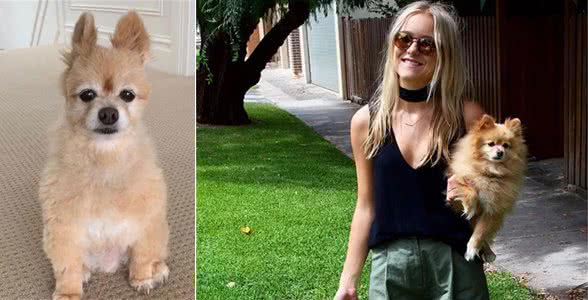 女主人心血来潮,要给博美剪毛,最终不负众望,失手了