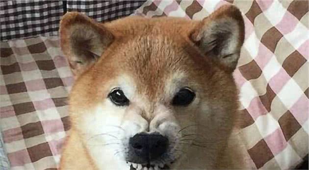 小心这几个信号，狗狗可能是对你有所不满