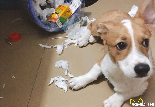 小心这几个信号，狗狗可能是对你有所不满