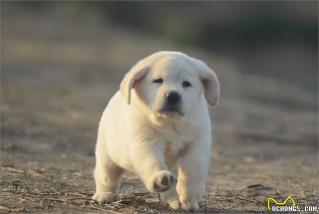 新手必读-如何正确饲养宠物犬？