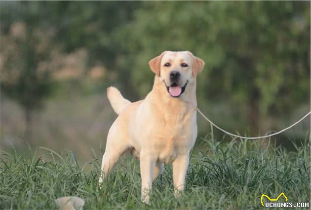 新手必读-如何正确饲养宠物犬？