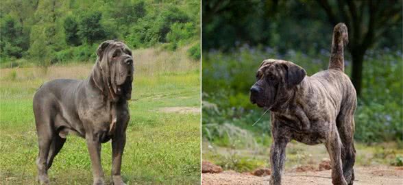 世界上最凶猛、最危险的3种猛犬，被许多国家禁止饲养