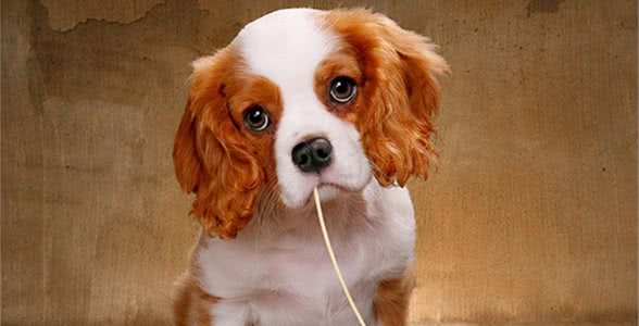查理士王小猎犬介绍查理斯王小猎犬多少钱一只
