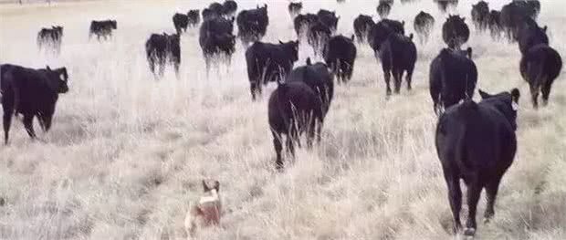 短腿柯基野驯大黑牛！把牛治得服服帖帖，牧牛犬不是白当的哦~