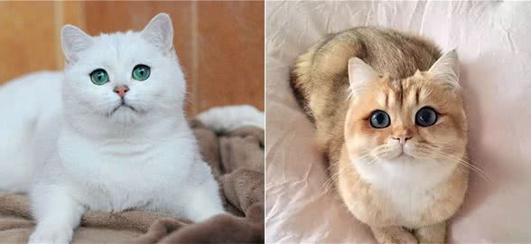 英国短毛猫的6大优点，养过之后，就不想换猫了