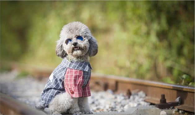 养宠分享：怎样让狗狗快速排便