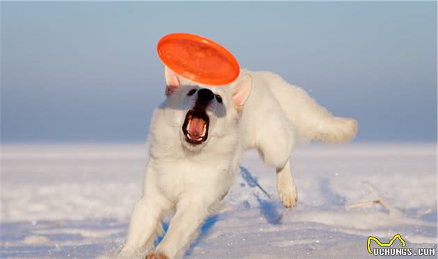 养宠分享：怎样让狗狗快速排便