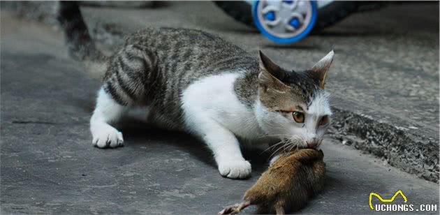 美短和狸花猫有哪些区别，别傻傻分不清楚了