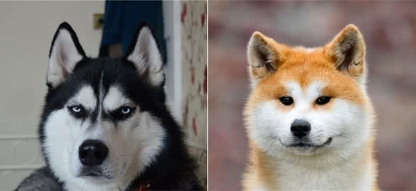 哈士奇、柴犬都属于斯皮茨狗，聪明固执，有经验的铲屎官可以试试