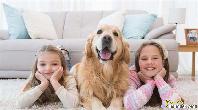 适合有孩子家庭饲养的狗~金毛犬