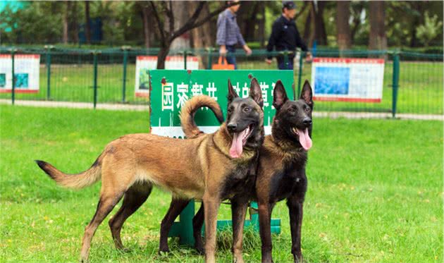 这10种猛犬一定要好好了解下，不要去招惹它们，不然后果很严重