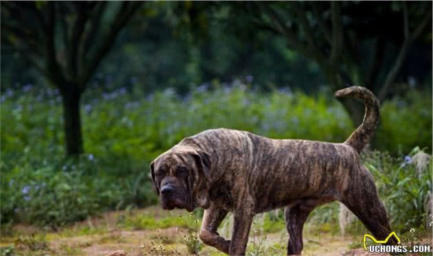 这10种猛犬一定要好好了解下，不要去招惹它们，不然后果很严重