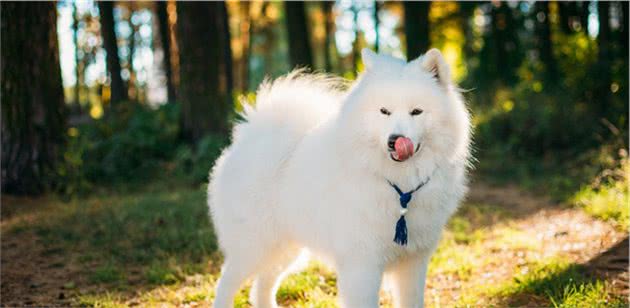 对主人很“忠诚”的7种小型犬，饲养过的人都说很值得