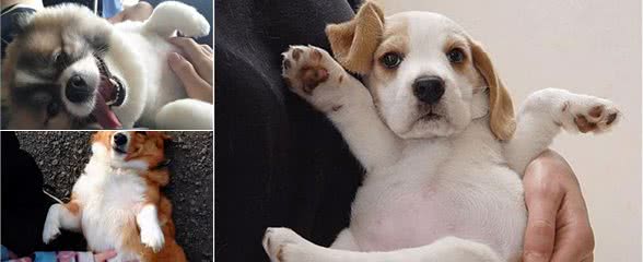 主人摸狗狗肚子，除了会让它高兴外，还有这些好处