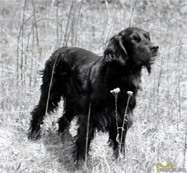 寻根问祖系列（45）：戈登塞特犬（GordonSetter）