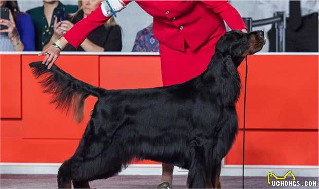 寻根问祖系列（45）：戈登塞特犬（GordonSetter）