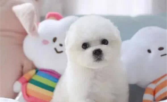 幼犬感冒吃什么药