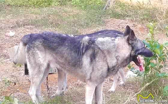 这4种犬，被誉为中华4大神捕，其中它因为历史原因，只能看大门