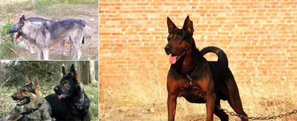这4种犬，被誉为中华4大神捕，其中它因为历史原因，只能看大门