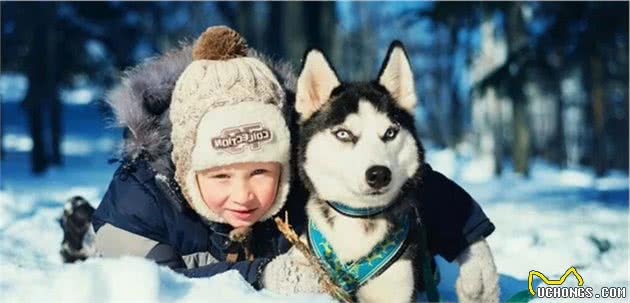 俄罗斯西伯利亚雪橇犬，哈士奇，喂养建议