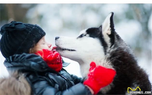 俄罗斯西伯利亚雪橇犬，哈士奇，喂养建议