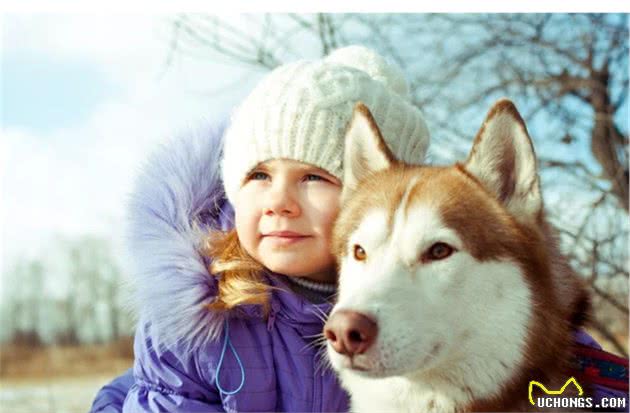 俄罗斯西伯利亚雪橇犬，哈士奇，喂养建议