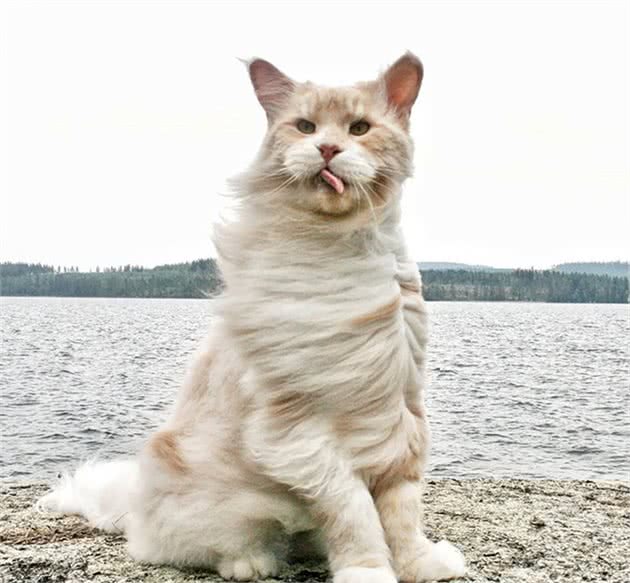 缅因猫的胸毛蓬松又豪迈，试问谁不想摸一把！