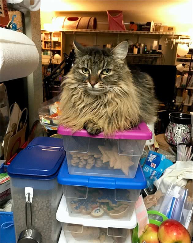 缅因猫的胸毛蓬松又豪迈，试问谁不想摸一把！