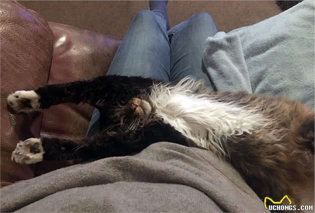 缅因猫的胸毛蓬松又豪迈，试问谁不想摸一把！