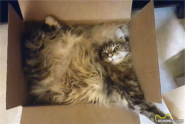 缅因猫的胸毛蓬松又豪迈，试问谁不想摸一把！