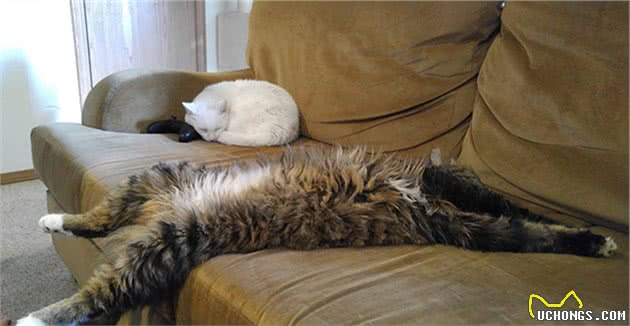 缅因猫的胸毛蓬松又豪迈，试问谁不想摸一把！