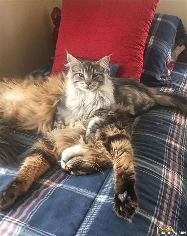 缅因猫的胸毛蓬松又豪迈，试问谁不想摸一把！