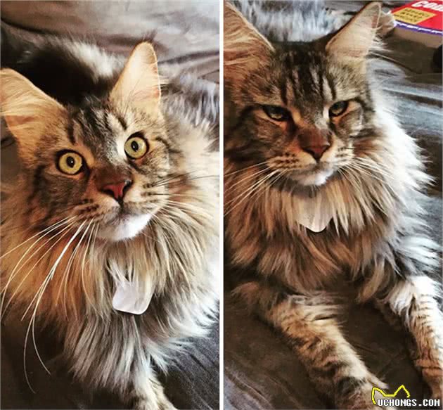 缅因猫的胸毛蓬松又豪迈，试问谁不想摸一把！