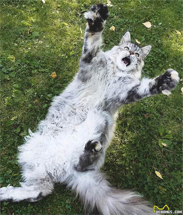 缅因猫的胸毛蓬松又豪迈，试问谁不想摸一把！