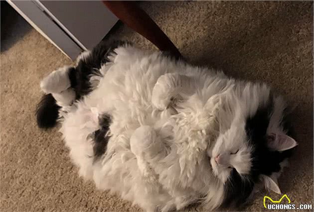 缅因猫的胸毛蓬松又豪迈，试问谁不想摸一把！