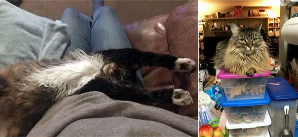 缅因猫的胸毛蓬松又豪迈，试问谁不想摸一把！