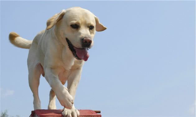 拉布拉多犬这些＂烦人＂的行为，却蕴含着喜欢你