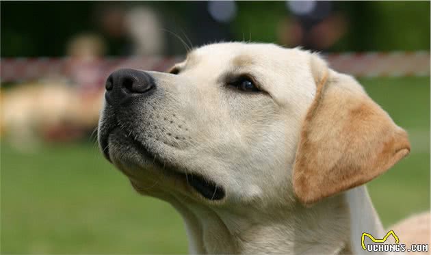 拉布拉多犬这些＂烦人＂的行为，却蕴含着喜欢你