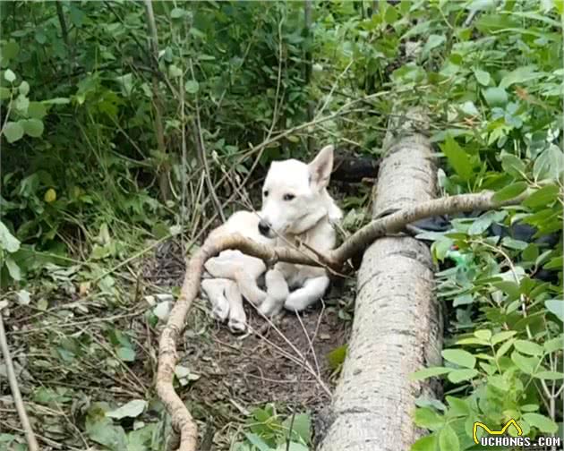 狗狗迷失山林，后腿受伤无助等死，偶遇徒步男子，一捧浆果救了它