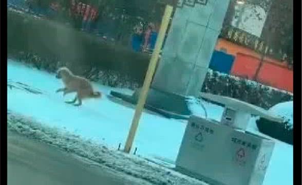 狗狗出来上厕所，因为太冷只用两条后腿走路，好像霸王龙呀