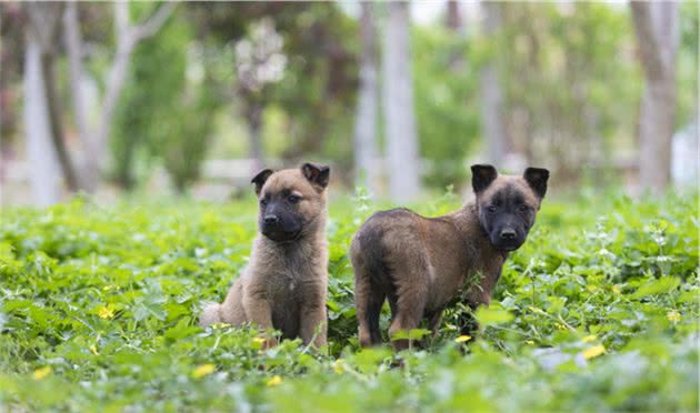 马犬，喜欢它的人，不一定敢养它