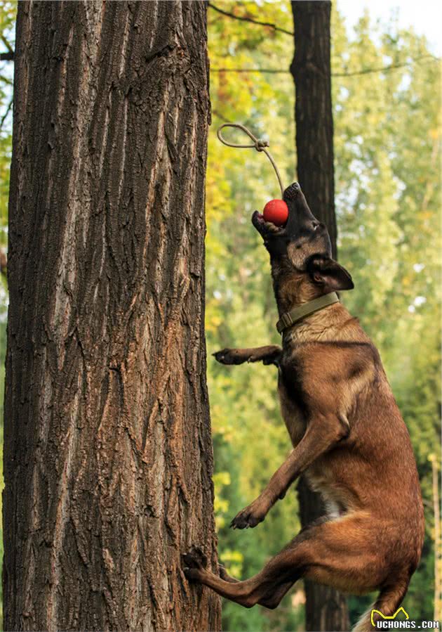 马犬，喜欢它的人，不一定敢养它