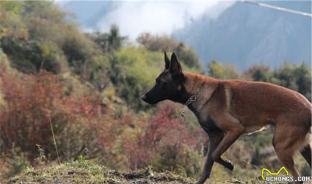 马犬，喜欢它的人，不一定敢养它