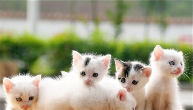 为什么会有人对猫过敏？对于爱猫如命的人，过敏就不能养猫了？