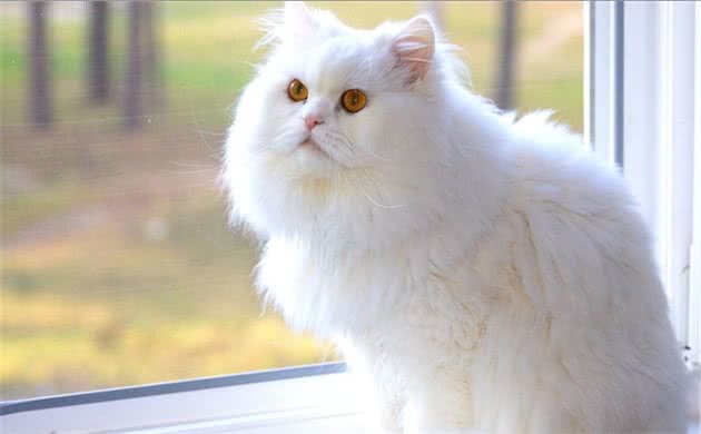 拥有一只“波斯猫”真的太快乐了，但是要注意它的8个饲养方法